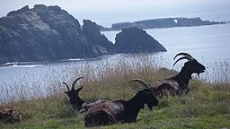 Photo de chèvres sur Ouessant par JC Hervé, CC BY-SA 4.0