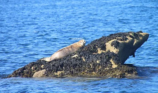 Jeune phoque femelle en Bretagne par Jeanne Menjoulet from Paris, France, CC BY 2.0